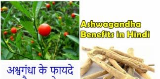 Ashwagandha ke fayde, Ashwagandha benefits in hindi