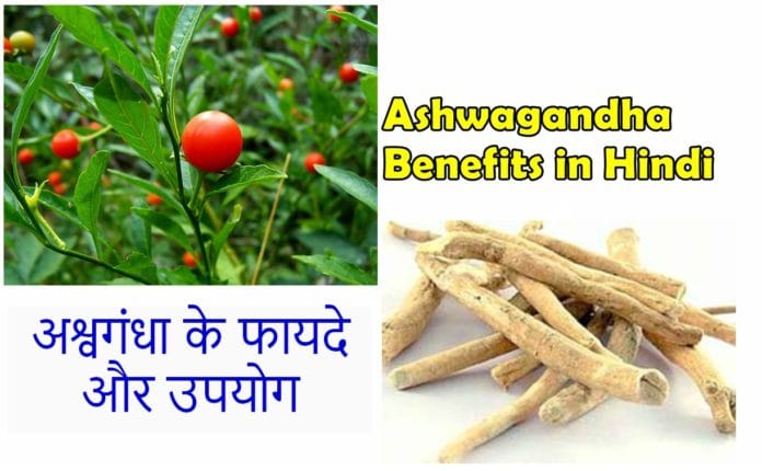 Ashwagandha ke fayde, Ashwagandha benefits in hindi Ashwagandha ke fayde, Ashwagandha benefits in hindi