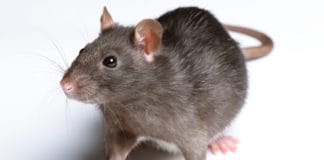 chuho se chutkara pane ke upay