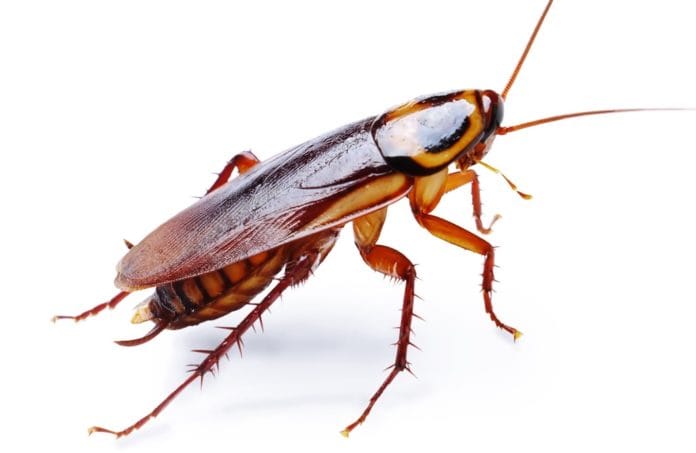 cockroach se chutkara pane ke upay cockroach se chutkara pane ke upay