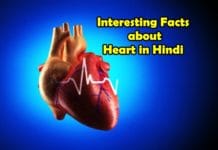 interesting facts about heart in hindi