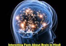 Interesting Facts About Brain in Hindi
