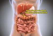 interesting facts about digestive system in hindi
