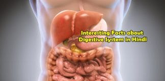 interesting facts about digestive system in hindi