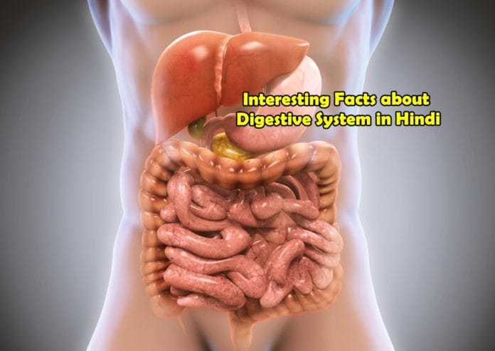 interesting facts about digestive system in hindi interesting facts about digestive system in hindi
