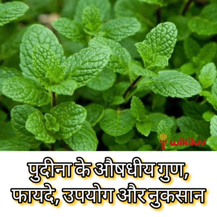 पुदीना के फायदे पुदीना, mint, pudina पुदीना का परिचय, Introduction of Pudina, पुदीना क्या है? , What is Mint in Hindi?, पुदीना का आयुर्वेद में क्या उपयोग हैं, pudina benefits in hindi, पुदीने में औषधीय गुण, पुदीना का उपयोग, पुदीने का उपयोग, पुदीना का फायदा, पुदीने के फायदे, Benefits of Pudina, Benefits of Pudina in Hindi, Pudina Benefits and Uses in Hindi, The medicinal properties of mint, Use of peppermint, The use of mint, the benefit of mint,What are the uses of mint in Ayurveda, बालों को झड़ने से कैसे रोके, बालों का झड़ना, झड़ते हुए बालों को कैसे रोके, बालों को टूटने से कैसे रोके, टूटते बालों को कैसे रोके, टूटते बालों को रोकने के उपाय, झड़ते बालों को रोकने के उपाय, गंजेपन को को कैसे रोके, बालो को झड़ने से रोकने में उपयोगी हैं पुदीना, Pudina Beneficial in Hair Loss in Hindi, पुदीना को इस्तेमाल करने का तरीका, पुदीने को इस्तेमाल करने का तरीका, झड़ते बालों को रोकने का घरेलू उपाय, घरेलू नुस्खे से रोके बालों का झड़ना, घरेलू उपाय से कैसे रोके बालों का झड़ना, बालों का झड़ना, बालों का टूटना, झड़ते बाल, टूटते बाल, hair loss, hair fall, बालों को झड़ने से रोकने के घरेलू उपाय, झड़ते बालों को रोकने का तरीका,How to stop hair fall, jhadte huye balon ko kaise roke, jhadte balon ko rokne ke upay, hair loss kaise roke, hair fall ko kam kaise kare, How to stop hair loss, hair loss, how to stop hair falling, how to stop hair breakage, how to stop breakage hair, how to stop hair falling, ways to stop hair loss, how to stop baldness ,Home remedies to stop hair loss, home remedies prevent hair loss, home remedies how to prevent hair loss, hair breakage, stop hair loss Home remedies, how to stop hair fall, कान के दर्द को दूर करे पुदीना, कान में दर्द, कान दर्द, कान दर्द कैसे दूर करें,कान दर्द का घरेलू इलाज, ear pain, earache, kaan ke dard ko door kaise kare, kaan dard ka gharelu ilaaj, kaan ke dard ko kam karne ka upay, Uses of Pudina to Treat Ear Pain in Hindi, कान दर्द को दूर करने का इलाज, कान में फुंसी हो जाने पर क्या करें, कान दर्द का इलाज, कान के दर्द को दूर करने का उपाय, Remedy for relieving earache, How to relieve earache, peppermint, earache, ear pain, how to relieve earache, home remedies for earache,Treatment to relieve earache, what to do if you have pus in your ear, treatment of earache, गैस का इलाज, पेट मे बनी गैस का इलाज, अपच की समस्या कैसे दूर करे, पेट मे गैस की समस्या कैसे दूर करें, पेट गैस की बीमारी का घरेलू उपाय, पेट गैस की बीमारी का घरेलू इलाज, घरेलू नुस्खे से पेट मे बानी गैस से राहत पाए, पेट में गैस (अपच) की समस्या में पुदीने के फायदे Benefit of Pudina in Indigestion in Hindi, पेट में बनी गैस को दूर करने के उपाय,Remedy to remove gas in the stomach,Gas treatment, treatment of stomach gas, how to overcome the problem of indigestion, how to overcome the problem of stomach gas, home remedy for stomach gas disease, home remedy for stomach gas disease, home remedies to make gas in the stomach Get relief from, मुंह के छालों को चुटकियों में हटायें पुदीना का पत्तियां,Mint leaves Heals Mouth Ulcer in Hindi, मुँह में छाला, मुंह के छाले, mouth ulcer, माउथ अल्सर, मुंह के छालों का घरेलू उपाय, मुँह के छाले कैसे दूर करे, मुंह के छालो को राहत दिलाने का उपाय, मुंह के छालों को खत्म कैसे करें, home made treatment of mouth, How to cure mouth ulcers, Home remedy for mouth ulcers, Remedy to relieve mouth ulcers in hindi, Remedy to relieve mouth ulcers, मुँह के छालों को कैसे ठीक करें ,Home remedy for mouth ulcers in hindi,मुँह के छालों का इलाज,Treatment of mouth, munh ke chhale, munh ke chhalon ka ilaj, muh ke chhale, muh ke chhalon ka ilaj, gharelu upay, घरेलू नुस्खे, घरेलू उपाय, सिर दर्द भी दूर करे पुदीना,Pudine Tea Benefit to Get Relief from Headache in Hindi, सिर दर्द, सिर दर्द दूर करें, सिर दर्द कैसे दूर करें, सिर दर्द का इलाज, घरेलू नुस्खे से सिर दर्द का इलाज, सिर दर्द से राहत दिलाने के उपाय, Ways to relieve headaches,Home remedies to relieve headaches, Home remedies to relieve headaches in hindi, सिर दर्द को दूर करने के उपाय,Measures to relieve headaches, sir dard ke gharelu upay, sar dard ka ilaj, दाँतों के लिए पुदीने के फायदे, Pudina Benefits in Toothache in Hindi, dant dard ka ilaj, dant dard ka gharelu ilaj, dant dard kaise door kare, daant dard door karne ka gharelu upay, gharelu upay se kaise kare dant dard ka ilaj, dandton ke dard se kaise rahat paaye, दांत दर्द का इलाज, दांत दर्द का घरेलू उपाय, घरेलू नुस्खे से कैसे करें दांत दर्द का इलाज, दांत दर्द की तकलीफ से कैसे छुटकारा पाए, दांत दर्द को दूर करने का तरीका, दांत, दांतों के दर्द का उपाय, Toothache treatment, home remedies for toothache, how to treat toothache, how to cure toothache, how to get rid of toothache, how to relieve toothache, toothache, toothache remedy, दांत दर्द की समस्या को दूर करने का तरीका, Way to get rid of toothache, सांस की नली की सूजन को कम करें पुदीना,Benefit of Pudina to Get Rid of Respiratory Tract Inflammation in Hindi, सांस लेने की तकलीफ, सांस नली को सूजन, सांस नली की सूजन कैसे काम करें, सांस नली की सूजन कम करने का तरीका, सांस लेने की परेशानी का इलाज, सांस लेने की तकलीफ कैसे दूर करे, सांस नाली की सूजन कम करने का घरेलू उपाय, सांस की नली की सूजन कम करने का घरेलू नुस्खा, सांस की नली की सूजन कम करने का घरेलू इलाज, घरेलू इलाज से सांस नली की सूजन कम कैसे करें, सांस की नली की सूजन कम करने के घरेलू उपाय, गले मे दर्द का इलाज, गले के दर्द का घरेलू उपाय, गले का दर्द कम कैसे करें, गले की सूजन कम कैसे करें,Shortness of breath Remedies, home remedies to reduce windpipe inflammation, home remedies to reduce windpipe inflammation, how to reduce windpipe inflammation with home remedies, home remedies to reduce windpipe inflammation, throat pain Home remedies for throat pain, how to reduce throat pain, how to reduce throat swelling, सांस नली की सूजन कम करने के उपाय,Measures to reduce inflammation of the windpipe, पुदीना से नुकसान, side effects of pudeena in hindi, ज्यादा पुदीना खाने से नुकसान, Disadvantages of eating too much peppermint,ज्यादा पुदीना खाने से क्या नुकसान होता हैं,What is the harm by eating more peppermint,Peppermint side effects,पुदीने से होने वाले साइड इफेक्ट्स, पुदीने से होने वाले साइड इफेक्ट्स, navbharattimes, stylecraze,hindisahayta,myupchar, patrika,deepawali, popxo, merisaheli, boldsky, Dailymotion, dailyhunt, 1mg,Wikiluv, wikiluv.com, www.wikiluv.com, विकिलव, विकिपीडिया, wikipedia, आजतक,aajtak, wikihow, अमरउजाला,amarujala