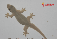 Wikiluv, wikiluv.com, www.wikiluv.com, विकिलव, पत्रिका, घर मे रहने वाली छिपकली के शकुन या अपशुकन संकेत,नए घर मे प्रवेश करते समय छिपकली का दिखना,दीवार पर छिपकली का चलना,छिपकली का आपके सामने गिरना,छिपकली की आवाज सुनाई देना ,लड़तीं छिपकली का दिखना,छिपकली का समागम (सेक्स) करते हुए दिखना,घर में छिपकली होने से क्या होता है ? , कैसे जाने की घर में रहने वाली छिपकली के शुभ - अशुभ संकेत , ghar mein rahne wali chhipkali ke shubh -ashubh sanket, how to know the auspicious or inauspicious signs of the lizard living in the house, छिपकली से जुड़े शकुन और अपशकुन संकेत , diwar par chhipkali ka chalna, दीवार पर ऊपर की ओर चढ़ती हुई छिपकली,सफाई के दौरान मरी हुई छिपकली दिखना ,chhipkali ki awaaz sunai dena,naye ghar mein grah pravesh karte samay chhipkali ka dikhna, ladti hui chhipkali ka dikhna, chhipkali ko sex karte huye dikhna, छिपकली समागम (सेक्स) करते हुए दिखाई देंना, chhipkali ko samagam (sex) karte huye dekhai dena,छिपकली को एक टक समागम करते हुए देखना,chhipkali ka zameen pe chalna,छिपकली का जमीन पर चलना,ghar se bahar nikalti hui chhipkali ka dikhna,छिपकली का आपके घर के मंदिर में होना,chhipkali ka apke ghar mandir mein hona, छिपकली का आपके घर के मंदिर में होना , chhipkali ka apke mandir me hona ,घर के मंदिर में मरी हुई छिपकली दिखे तो, ghar ke mandir me mari hui chhipkali ka dikhna, बेड पर छिपकली का चलना, bed par chhipkali ka chalna, बेड पर लेटी या बैठी छिपकली का दिखना, Bed par leti ya baithi chhipkali ka dikhna, Effects of lizard falling on body parts, Activity of ligerd in your home reflects what s going to be , How to know whether lizardfall is auspicious or inauspicious, Lizards fall on your nose so know what is going to happen , What Meaning Lizard On Body, शरीर के अंगों पर छिपकली का मतलब, शरीर पर छिपकली के गिरने का मतलब, छिपकली का आपके ऊपर गिरना, The meaning of a lizard falling on the body,कैसे जाने की छिपकली का गिरना शुभ है या अशुभ,कैसे जाने की छिपकली आपके किस अंग या भाग पर गिरे तो शुभ होता है या अशुभ होता हैं, How to know which part or part of your lizard falls auspicious or inauspicious, जब आप पर गिर जाए छिपकली, तो क्या करना चाहिए?, जानिए छिपकली के वो संकेत जो बुरे वक्त को भी अच्छा कर दें, क्या होता है जब Body के किसी अंग पर गिरती है छिपकली,छिपकली गिरने के बाद क्या करना चाहिए,Lizard Fall On Your Body Shakun Shastra, स्त्री के दाहिने हाथ पर छिपकली गिरने से क्या होता है?, mahila ke upar chhipkali girne se kya hota hain, If Lizard On You Know Its Effect According To Astrology, यदि आपके शरीर के किसी भी अंग पर छिपकली गिरती हैं तो जानिए उसके शुभ अशुभ संकेत,जानिए शरीर के किन अंगों  पर छिपकली  के गिरना होता हैं शुभ / अशुभ, शरीर के बायीं ओर के किसी भी अंग पर छिपकली का गिरना, क्या होता है छिपकली का गिरना, छिपकली का ऊपर गिरना, छिपकली का ऊपर गिरना शुभ है या अशुभ, छिपकली का ज़मीन पर गिरने से क्या होता है, यदि छिपकली शरीर पर गिर जाए तो क्या होता है, छिपकली का माथे पर गिरना, क्या होता है जब छिपकली माथे पर गिर तो, छिपकली के माथे पर गिरने के संकेत, कैसे जाने माथे पर छिपकली गिरना शुभ है या अशुभ, छिपकली के किस अंग पर गिरने से शुभ होता है, कैसे जाने छिपकली से जुड़ें संकेतों को, नाक पर छिपकली का गिरना, ललाट पर छिपकली गिरना, क्या होता ललाट पर छिपकली गिरने का मतलब, सिर पर छिपकली गिरना, सिर के अग्र भाग पर छिपकली गिरना, सिर कर मध्य भाग पर छिपकली गिरना, सिर पर छिपकली गिरने से क्या होता हैं, कैसे जाने सिर पर छिपकली गिरना शुभ है या अशुभ, बाल पर छिपकली गिरना, जब बाल पर छिपकली गिर जाए तब क्या होता है, बालों पर छिपकली गिरने का मतलब, महिलाओं के शरीर पर छिपकली गिरना, महिलाओं के किस भाग पर छिपकली गिरना शुभ माना जाता हैं, स्त्री के किस भाग पर छिपकली गिरना शुभ होता है, क्या होता हैं बालों पर छिपकली गिरने से, बायें कान पर छिपकली का गिरना, छिपकली जब बाए कान पर गिर जाए तो,क्या होता हैं जब छिपकली बाए कान पर गिर जाए तो, स्त्री के बाए कान पर छिपकली गिरना शुभ होत है या अशुभ, पुरूष के बाए कान पर छिपकली गिरना कैसा होता है, पुरूष के बाए कान पर छिपकली गिरना शुभ होत है या अशुभ, नाक पर छिपकली गिरना, नाक पर छिपकली गिरने से क्या होता हैं, स्त्री की नाक पर छिपकली गिरना शुभ होता होता हैं या अशुभ, सोते हुए अचानक छिपकली गिर जाना, पुरूष की नाक पर छिपकली गिरना शुभ होता है या अशुभ, क्या होता हैं नाक पर छिपकली गिरने से, जब छिपकली नाक पर गिर जाए तो, बाए गाल पर छिपकली गिरना, बाए गाल पर छिपकली गिर जाए तो क्या होता है, स्त्री के बाएं गाल पर छिपकली गिर जाए तो शुभ होता है या अशुभ, क्या होता हैं जब स्त्री के बाए गाल में छिपकली गिर जाए तो, पुरूष के बाएं गाल पर छिपकली गिरने का क्या मतलब है, दाए गाल पर छिपकली गिरना, दाए गाल पर छिपकली गिर जाए तो क्या होता है, स्त्री के दाए गाल पर छिपकली गिर जाए तो शुभ होता है या अशुभ, क्या होता हैं जब स्त्री के दाए गाल में छिपकली गिर जाए तो, पुरूष के दाए गाल पर छिपकली गिरने का क्या मतलब है,दाहिने गाल पर छिपकली गिरना,छिपकली जब दाए कान पर गिर जाए तो,क्या होता हैं जब छिपकली दाए कान पर गिर जाए तो, स्त्री के दाए कान पर छिपकली गिरना शुभ होत है या अशुभ, पुरूष के दाए कान पर छिपकली गिरना कैसा होता है, पुरूष के दाए कान पर छिपकली गिरना शुभ होता है या अशुभ, दाए कान पर छिपकली का गिरना, गर्दन पर छिपकली गिरना, क्या होता है गर्दन पर छिपकली गिरने से, गर्दन पर छिपकली गिरने का मतलब, स्त्री की गर्दन पर छिपकली का गिर जाना, क्या होता है स्त्री की गर्दन पर छिपकली गिरने से, गर्दन पर छिपकली का गिरना शुभ होता है या अशुभ, स्त्री की गर्दन पर छिपकली का गिरना शुभ होता है या अशुभ, पुरूष की गर्दन पर छिपकली गिरना शुभ है या अशुभ, क्या होता है जब पुरूष की गर्दन में छिपकली गिर जाए तो, पुरूष की गर्दन में छिपकली गिरने का मतलब, क्या होता है बाई गर्दन पर छिपकली गिरने से, बाई गर्दन पर छिपकली गिरना शुभ होता है या अशुभ, दाई गर्दन पर छिपकली गिरना, दाईं गर्दन पर छिपकली गिरने का मतलब, कंधे पर छिपकली गिरना, क्या होता है कंधे पर छिपकली गिरने से, कंधे पर छिपकली गिरने का मतलब, स्त्री के कंधे पर छिपकली का गिर जाना, क्या होता है स्त्री के कंधे पर छिपकली गिरने से, कंधे पर छिपकली का गिरना शुभ होता है या अशुभ, स्त्री के कंधे पर छिपकली का गिरना शुभ होता है या अशुभ, पुरूष के कंधे पर छिपकली गिरना शुभ है या अशुभ, क्या होता है जब पुरूष के कंधे पर छिपकली गिर जाए तो, पुरूष के कंधे पर छिपकली गिरने का मतलब, क्या होता है बाए कंधे पर छिपकली गिरने से, बाऐ कंधे पर छिपकली गिरना शुभ होता है या अशुभ, स्त्री के बाए कंधे पर छिपकली गिरने का मतलब, पुरूष के बाए कंधे पर छिपकली गिरना कैसा होता है, दाए कंधे पर छिपकली गिरना, दाए कंधे पर छिपकली गिरने का मतलब, पुरूष के दाए कंधे पर छिपकली गिरने से क्या होता है, स्त्री के दाए कंधे पर छिपकली गिरना, छिपकली गिरने के शुभ संकेत,मुँह पर छिपकली का गिरना,यदि छिपकली बायें गाल में गिरे तो,छिपकली का नाक पर गिर जाना,दाहिने गाल पर छिपकली गिरे तो,यदि छिपकली दाए कंधे पर गिर जाए तो,छिपकली का बाएं कंधे पर गिरना,दाहिने पैर पर छिपकली गिर जाए तो,शरीर के विभिन्न हिस्सों पर छिपकली गिर जाए तो क्या होता है,छिपकली का बायें गाल पर गिरना,दाहिनी आंख पर छिपकली का गिरना,पीठ पर छिपकली गिर जाए तो,दाहिने हांथ पर छिपकली गिर जाए तब,दाहिने सीने पर छिपकली का गिरना,बायें पैर पर छिपकली गिर जाए तब,बाए घुटने पर छिपकली गिर जाए तब,छिपकली का बायीं जांघ पर गिरना,दाहिने घुटने पर छिपकली गिरना,दायीं जांघ पर छिपकली गिर जाए तो,पीठ पर छिपकली का गिरना, पेट पर छिपकली गिरना, दाए पीर पर छिपकली गिरना, नाभि पर छिपकली गिरना, दीवार से छिपकली का गिरना,बाएं हाथ पर छिपकली का गिरना,सिर पर छिपकली का गिरना,स्त्री के दाहिने कंधे पर छिपकली का गिरना,स्त्री के बाएं पैर पर छिपकली का गिरना,छिपकली का सामने गिरना,छिपकली का बिस्तर पर गिरना,शरीर पर छिपकली गिरने पर क्या करें, If a lizard falls on any part of your body, then know its auspicious and inauspicious signs, know on which parts of the body the lizard has to fall, auspicious / inauspicious, the fall of a lizard on any part of the left side of the body,What is the fall of a lizard?, Lizard falling on top, is it good or bad for a lizard to fall on the ground, what happens if a lizard falls on the ground, what happens if the lizard falls on the body,Lizard falling on forehead, what happens when lizard falls on forehead, signs of lizard falling on forehead, how to know lizard falling on forehead is auspicious or inauspicious,On which part of the lizard it is auspicious to fall, how to know the signs associated with the lizard, Lizard falling on the nose, Lizard falling on the frontal, what is the meaning of Lizard falling on the frontal, Lizard falling on the head, Lizard on the front of the head Drop,