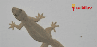 Wikiluv, wikiluv.com, www.wikiluv.com, विकिलव, पत्रिका, घर मे रहने वाली छिपकली के शकुन या अपशुकन संकेत,नए घर मे प्रवेश करते समय छिपकली का दिखना,दीवार पर छिपकली का चलना,छिपकली का आपके सामने गिरना,छिपकली की आवाज सुनाई देना ,लड़तीं छिपकली का दिखना,छिपकली का समागम (सेक्स) करते हुए दिखना,घर में छिपकली होने से क्या होता है ? , कैसे जाने की घर में रहने वाली छिपकली के शुभ - अशुभ संकेत , ghar mein rahne wali chhipkali ke shubh -ashubh sanket, how to know the auspicious or inauspicious signs of the lizard living in the house, छिपकली से जुड़े शकुन और अपशकुन संकेत , diwar par chhipkali ka chalna, दीवार पर ऊपर की ओर चढ़ती हुई छिपकली,सफाई के दौरान मरी हुई छिपकली दिखना ,chhipkali ki awaaz sunai dena,naye ghar mein grah pravesh karte samay chhipkali ka dikhna, ladti hui chhipkali ka dikhna, chhipkali ko sex karte huye dikhna, छिपकली समागम (सेक्स) करते हुए दिखाई देंना, chhipkali ko samagam (sex) karte huye dekhai dena,छिपकली को एक टक समागम करते हुए देखना,chhipkali ka zameen pe chalna,छिपकली का जमीन पर चलना,ghar se bahar nikalti hui chhipkali ka dikhna,छिपकली का आपके घर के मंदिर में होना,chhipkali ka apke ghar mandir mein hona, छिपकली का आपके घर के मंदिर में होना , chhipkali ka apke mandir me hona ,घर के मंदिर में मरी हुई छिपकली दिखे तो, ghar ke mandir me mari hui chhipkali ka dikhna, बेड पर छिपकली का चलना, bed par chhipkali ka chalna, बेड पर लेटी या बैठी छिपकली का दिखना, Bed par leti ya baithi chhipkali ka dikhna, Effects of lizard falling on body parts, Activity of ligerd in your home reflects what s going to be , How to know whether lizardfall is auspicious or inauspicious, Lizards fall on your nose so know what is going to happen , What Meaning Lizard On Body, शरीर के अंगों पर छिपकली का मतलब, शरीर पर छिपकली के गिरने का मतलब, छिपकली का आपके ऊपर गिरना, The meaning of a lizard falling on the body,कैसे जाने की छिपकली का गिरना शुभ है या अशुभ,कैसे जाने की छिपकली आपके किस अंग या भाग पर गिरे तो शुभ होता है या अशुभ होता हैं, How to know which part or part of your lizard falls auspicious or inauspicious, जब आप पर गिर जाए छिपकली, तो क्या करना चाहिए?, जानिए छिपकली के वो संकेत जो बुरे वक्त को भी अच्छा कर दें, क्या होता है जब Body के किसी अंग पर गिरती है छिपकली,छिपकली गिरने के बाद क्या करना चाहिए,Lizard Fall On Your Body Shakun Shastra, स्त्री के दाहिने हाथ पर छिपकली गिरने से क्या होता है?, mahila ke upar chhipkali girne se kya hota hain, If Lizard On You Know Its Effect According To Astrology, यदि आपके शरीर के किसी भी अंग पर छिपकली गिरती हैं तो जानिए उसके शुभ अशुभ संकेत,जानिए शरीर के किन अंगों  पर छिपकली  के गिरना होता हैं शुभ / अशुभ, शरीर के बायीं ओर के किसी भी अंग पर छिपकली का गिरना, क्या होता है छिपकली का गिरना, छिपकली का ऊपर गिरना, छिपकली का ऊपर गिरना शुभ है या अशुभ, छिपकली का ज़मीन पर गिरने से क्या होता है, यदि छिपकली शरीर पर गिर जाए तो क्या होता है, छिपकली का माथे पर गिरना, क्या होता है जब छिपकली माथे पर गिर तो, छिपकली के माथे पर गिरने के संकेत, कैसे जाने माथे पर छिपकली गिरना शुभ है या अशुभ, छिपकली के किस अंग पर गिरने से शुभ होता है, कैसे जाने छिपकली से जुड़ें संकेतों को, नाक पर छिपकली का गिरना, ललाट पर छिपकली गिरना, क्या होता ललाट पर छिपकली गिरने का मतलब, सिर पर छिपकली गिरना, सिर के अग्र भाग पर छिपकली गिरना, सिर कर मध्य भाग पर छिपकली गिरना, सिर पर छिपकली गिरने से क्या होता हैं, कैसे जाने सिर पर छिपकली गिरना शुभ है या अशुभ, बाल पर छिपकली गिरना, जब बाल पर छिपकली गिर जाए तब क्या होता है, बालों पर छिपकली गिरने का मतलब, महिलाओं के शरीर पर छिपकली गिरना, महिलाओं के किस भाग पर छिपकली गिरना शुभ माना जाता हैं, स्त्री के किस भाग पर छिपकली गिरना शुभ होता है, क्या होता हैं बालों पर छिपकली गिरने से, बायें कान पर छिपकली का गिरना, छिपकली जब बाए कान पर गिर जाए तो,क्या होता हैं जब छिपकली बाए कान पर गिर जाए तो, स्त्री के बाए कान पर छिपकली गिरना शुभ होत है या अशुभ, पुरूष के बाए कान पर छिपकली गिरना कैसा होता है, पुरूष के बाए कान पर छिपकली गिरना शुभ होत है या अशुभ, नाक पर छिपकली गिरना, नाक पर छिपकली गिरने से क्या होता हैं, स्त्री की नाक पर छिपकली गिरना शुभ होता होता हैं या अशुभ, सोते हुए अचानक छिपकली गिर जाना, पुरूष की नाक पर छिपकली गिरना शुभ होता है या अशुभ, क्या होता हैं नाक पर छिपकली गिरने से, जब छिपकली नाक पर गिर जाए तो, बाए गाल पर छिपकली गिरना, बाए गाल पर छिपकली गिर जाए तो क्या होता है, स्त्री के बाएं गाल पर छिपकली गिर जाए तो शुभ होता है या अशुभ, क्या होता हैं जब स्त्री के बाए गाल में छिपकली गिर जाए तो, पुरूष के बाएं गाल पर छिपकली गिरने का क्या मतलब है, दाए गाल पर छिपकली गिरना, दाए गाल पर छिपकली गिर जाए तो क्या होता है, स्त्री के दाए गाल पर छिपकली गिर जाए तो शुभ होता है या अशुभ, क्या होता हैं जब स्त्री के दाए गाल में छिपकली गिर जाए तो, पुरूष के दाए गाल पर छिपकली गिरने का क्या मतलब है,दाहिने गाल पर छिपकली गिरना,छिपकली जब दाए कान पर गिर जाए तो,क्या होता हैं जब छिपकली दाए कान पर गिर जाए तो, स्त्री के दाए कान पर छिपकली गिरना शुभ होत है या अशुभ, पुरूष के दाए कान पर छिपकली गिरना कैसा होता है, पुरूष के दाए कान पर छिपकली गिरना शुभ होता है या अशुभ, दाए कान पर छिपकली का गिरना, गर्दन पर छिपकली गिरना, क्या होता है गर्दन पर छिपकली गिरने से, गर्दन पर छिपकली गिरने का मतलब, स्त्री की गर्दन पर छिपकली का गिर जाना, क्या होता है स्त्री की गर्दन पर छिपकली गिरने से, गर्दन पर छिपकली का गिरना शुभ होता है या अशुभ, स्त्री की गर्दन पर छिपकली का गिरना शुभ होता है या अशुभ, पुरूष की गर्दन पर छिपकली गिरना शुभ है या अशुभ, क्या होता है जब पुरूष की गर्दन में छिपकली गिर जाए तो, पुरूष की गर्दन में छिपकली गिरने का मतलब, क्या होता है बाई गर्दन पर छिपकली गिरने से, बाई गर्दन पर छिपकली गिरना शुभ होता है या अशुभ, दाई गर्दन पर छिपकली गिरना, दाईं गर्दन पर छिपकली गिरने का मतलब, कंधे पर छिपकली गिरना, क्या होता है कंधे पर छिपकली गिरने से, कंधे पर छिपकली गिरने का मतलब, स्त्री के कंधे पर छिपकली का गिर जाना, क्या होता है स्त्री के कंधे पर छिपकली गिरने से, कंधे पर छिपकली का गिरना शुभ होता है या अशुभ, स्त्री के कंधे पर छिपकली का गिरना शुभ होता है या अशुभ, पुरूष के कंधे पर छिपकली गिरना शुभ है या अशुभ, क्या होता है जब पुरूष के कंधे पर छिपकली गिर जाए तो, पुरूष के कंधे पर छिपकली गिरने का मतलब, क्या होता है बाए कंधे पर छिपकली गिरने से, बाऐ कंधे पर छिपकली गिरना शुभ होता है या अशुभ, स्त्री के बाए कंधे पर छिपकली गिरने का मतलब, पुरूष के बाए कंधे पर छिपकली गिरना कैसा होता है, दाए कंधे पर छिपकली गिरना, दाए कंधे पर छिपकली गिरने का मतलब, पुरूष के दाए कंधे पर छिपकली गिरने से क्या होता है, स्त्री के दाए कंधे पर छिपकली गिरना, छिपकली गिरने के शुभ संकेत,मुँह पर छिपकली का गिरना,यदि छिपकली बायें गाल में गिरे तो,छिपकली का नाक पर गिर जाना,दाहिने गाल पर छिपकली गिरे तो,यदि छिपकली दाए कंधे पर गिर जाए तो,छिपकली का बाएं कंधे पर गिरना,दाहिने पैर पर छिपकली गिर जाए तो,शरीर के विभिन्न हिस्सों पर छिपकली गिर जाए तो क्या होता है,छिपकली का बायें गाल पर गिरना,दाहिनी आंख पर छिपकली का गिरना,पीठ पर छिपकली गिर जाए तो,दाहिने हांथ पर छिपकली गिर जाए तब,दाहिने सीने पर छिपकली का गिरना,बायें पैर पर छिपकली गिर जाए तब,बाए घुटने पर छिपकली गिर जाए तब,छिपकली का बायीं जांघ पर गिरना,दाहिने घुटने पर छिपकली गिरना,दायीं जांघ पर छिपकली गिर जाए तो,पीठ पर छिपकली का गिरना, पेट पर छिपकली गिरना, दाए पीर पर छिपकली गिरना, नाभि पर छिपकली गिरना, दीवार से छिपकली का गिरना,बाएं हाथ पर छिपकली का गिरना,सिर पर छिपकली का गिरना,स्त्री के दाहिने कंधे पर छिपकली का गिरना,स्त्री के बाएं पैर पर छिपकली का गिरना,छिपकली का सामने गिरना,छिपकली का बिस्तर पर गिरना,शरीर पर छिपकली गिरने पर क्या करें, If a lizard falls on any part of your body, then know its auspicious and inauspicious signs, know on which parts of the body the lizard has to fall, auspicious / inauspicious, the fall of a lizard on any part of the left side of the body,What is the fall of a lizard?, Lizard falling on top, is it good or bad for a lizard to fall on the ground, what happens if a lizard falls on the ground, what happens if the lizard falls on the body,Lizard falling on forehead, what happens when lizard falls on forehead, signs of lizard falling on forehead, how to know lizard falling on forehead is auspicious or inauspicious,On which part of the lizard it is auspicious to fall, how to know the signs associated with the lizard, Lizard falling on the nose, Lizard falling on the frontal, what is the meaning of Lizard falling on the frontal, Lizard falling on the head, Lizard on the front of the head Drop,