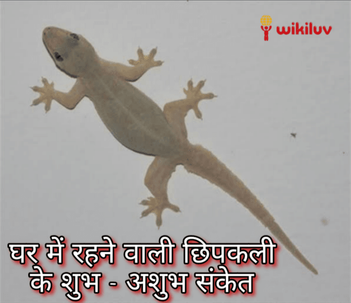 घर मे छिपकली का होना Wikiluv, wikiluv.com, www.wikiluv.com, विकिलव, पत्रिका, घर मे रहने वाली छिपकली के शकुन या अपशुकन संकेत,नए घर मे प्रवेश करते समय छिपकली का दिखना,दीवार पर छिपकली का चलना,छिपकली का आपके सामने गिरना,छिपकली की आवाज सुनाई देना ,लड़तीं छिपकली का दिखना,छिपकली का समागम (सेक्स) करते हुए दिखना,घर में छिपकली होने से क्या होता है ? , कैसे जाने की घर में रहने वाली छिपकली के शुभ - अशुभ संकेत , ghar mein rahne wali chhipkali ke shubh -ashubh sanket, how to know the auspicious or inauspicious signs of the lizard living in the house, छिपकली से जुड़े शकुन और अपशकुन संकेत , diwar par chhipkali ka chalna, दीवार पर ऊपर की ओर चढ़ती हुई छिपकली,सफाई के दौरान मरी हुई छिपकली दिखना ,chhipkali ki awaaz sunai dena,naye ghar mein grah pravesh karte samay chhipkali ka dikhna, ladti hui chhipkali ka dikhna, chhipkali ko sex karte huye dikhna, छिपकली समागम (सेक्स) करते हुए दिखाई देंना, chhipkali ko samagam (sex) karte huye dekhai dena,छिपकली को एक टक समागम करते हुए देखना,chhipkali ka zameen pe chalna,छिपकली का जमीन पर चलना,ghar se bahar nikalti hui chhipkali ka dikhna,छिपकली का आपके घर के मंदिर में होना,chhipkali ka apke ghar mandir mein hona, छिपकली का आपके घर के मंदिर में होना , chhipkali ka apke mandir me hona ,घर के मंदिर में मरी हुई छिपकली दिखे तो, ghar ke mandir me mari hui chhipkali ka dikhna, बेड पर छिपकली का चलना, bed par chhipkali ka chalna, बेड पर लेटी या बैठी छिपकली का दिखना, Bed par leti ya baithi chhipkali ka dikhna, Effects of lizard falling on body parts, Activity of ligerd in your home reflects what s going to be , How to know whether lizardfall is auspicious or inauspicious, Lizards fall on your nose so know what is going to happen , What Meaning Lizard On Body, शरीर के अंगों पर छिपकली का मतलब, शरीर पर छिपकली के गिरने का मतलब, छिपकली का आपके ऊपर गिरना, The meaning of a lizard falling on the body,कैसे जाने की छिपकली का गिरना शुभ है या अशुभ,कैसे जाने की छिपकली आपके किस अंग या भाग पर गिरे तो शुभ होता है या अशुभ होता हैं, How to know which part or part of your lizard falls auspicious or inauspicious, जब आप पर गिर जाए छिपकली, तो क्या करना चाहिए?, जानिए छिपकली के वो संकेत जो बुरे वक्त को भी अच्छा कर दें, क्या होता है जब Body के किसी अंग पर गिरती है छिपकली,छिपकली गिरने के बाद क्या करना चाहिए,Lizard Fall On Your Body Shakun Shastra, स्त्री के दाहिने हाथ पर छिपकली गिरने से क्या होता है?, mahila ke upar chhipkali girne se kya hota hain, If Lizard On You Know Its Effect According To Astrology, यदि आपके शरीर के किसी भी अंग पर छिपकली गिरती हैं तो जानिए उसके शुभ अशुभ संकेत,जानिए शरीर के किन अंगों पर छिपकली के गिरना होता हैं शुभ / अशुभ, शरीर के बायीं ओर के किसी भी अंग पर छिपकली का गिरना, क्या होता है छिपकली का गिरना, छिपकली का ऊपर गिरना, छिपकली का ऊपर गिरना शुभ है या अशुभ, छिपकली का ज़मीन पर गिरने से क्या होता है, यदि छिपकली शरीर पर गिर जाए तो क्या होता है, छिपकली का माथे पर गिरना, क्या होता है जब छिपकली माथे पर गिर तो, छिपकली के माथे पर गिरने के संकेत, कैसे जाने माथे पर छिपकली गिरना शुभ है या अशुभ, छिपकली के किस अंग पर गिरने से शुभ होता है, कैसे जाने छिपकली से जुड़ें संकेतों को, नाक पर छिपकली का गिरना, ललाट पर छिपकली गिरना, क्या होता ललाट पर छिपकली गिरने का मतलब, सिर पर छिपकली गिरना, सिर के अग्र भाग पर छिपकली गिरना, सिर कर मध्य भाग पर छिपकली गिरना, सिर पर छिपकली गिरने से क्या होता हैं, कैसे जाने सिर पर छिपकली गिरना शुभ है या अशुभ, बाल पर छिपकली गिरना, जब बाल पर छिपकली गिर जाए तब क्या होता है, बालों पर छिपकली गिरने का मतलब, महिलाओं के शरीर पर छिपकली गिरना, महिलाओं के किस भाग पर छिपकली गिरना शुभ माना जाता हैं, स्त्री के किस भाग पर छिपकली गिरना शुभ होता है, क्या होता हैं बालों पर छिपकली गिरने से, बायें कान पर छिपकली का गिरना, छिपकली जब बाए कान पर गिर जाए तो,क्या होता हैं जब छिपकली बाए कान पर गिर जाए तो, स्त्री के बाए कान पर छिपकली गिरना शुभ होत है या अशुभ, पुरूष के बाए कान पर छिपकली गिरना कैसा होता है, पुरूष के बाए कान पर छिपकली गिरना शुभ होत है या अशुभ, नाक पर छिपकली गिरना, नाक पर छिपकली गिरने से क्या होता हैं, स्त्री की नाक पर छिपकली गिरना शुभ होता होता हैं या अशुभ, सोते हुए अचानक छिपकली गिर जाना, पुरूष की नाक पर छिपकली गिरना शुभ होता है या अशुभ, क्या होता हैं नाक पर छिपकली गिरने से, जब छिपकली नाक पर गिर जाए तो, बाए गाल पर छिपकली गिरना, बाए गाल पर छिपकली गिर जाए तो क्या होता है, स्त्री के बाएं गाल पर छिपकली गिर जाए तो शुभ होता है या अशुभ, क्या होता हैं जब स्त्री के बाए गाल में छिपकली गिर जाए तो, पुरूष के बाएं गाल पर छिपकली गिरने का क्या मतलब है, दाए गाल पर छिपकली गिरना, दाए गाल पर छिपकली गिर जाए तो क्या होता है, स्त्री के दाए गाल पर छिपकली गिर जाए तो शुभ होता है या अशुभ, क्या होता हैं जब स्त्री के दाए गाल में छिपकली गिर जाए तो, पुरूष के दाए गाल पर छिपकली गिरने का क्या मतलब है,दाहिने गाल पर छिपकली गिरना,छिपकली जब दाए कान पर गिर जाए तो,क्या होता हैं जब छिपकली दाए कान पर गिर जाए तो, स्त्री के दाए कान पर छिपकली गिरना शुभ होत है या अशुभ, पुरूष के दाए कान पर छिपकली गिरना कैसा होता है, पुरूष के दाए कान पर छिपकली गिरना शुभ होता है या अशुभ, दाए कान पर छिपकली का गिरना, गर्दन पर छिपकली गिरना, क्या होता है गर्दन पर छिपकली गिरने से, गर्दन पर छिपकली गिरने का मतलब, स्त्री की गर्दन पर छिपकली का गिर जाना, क्या होता है स्त्री की गर्दन पर छिपकली गिरने से, गर्दन पर छिपकली का गिरना शुभ होता है या अशुभ, स्त्री की गर्दन पर छिपकली का गिरना शुभ होता है या अशुभ, पुरूष की गर्दन पर छिपकली गिरना शुभ है या अशुभ, क्या होता है जब पुरूष की गर्दन में छिपकली गिर जाए तो, पुरूष की गर्दन में छिपकली गिरने का मतलब, क्या होता है बाई गर्दन पर छिपकली गिरने से, बाई गर्दन पर छिपकली गिरना शुभ होता है या अशुभ, दाई गर्दन पर छिपकली गिरना, दाईं गर्दन पर छिपकली गिरने का मतलब, कंधे पर छिपकली गिरना, क्या होता है कंधे पर छिपकली गिरने से, कंधे पर छिपकली गिरने का मतलब, स्त्री के कंधे पर छिपकली का गिर जाना, क्या होता है स्त्री के कंधे पर छिपकली गिरने से, कंधे पर छिपकली का गिरना शुभ होता है या अशुभ, स्त्री के कंधे पर छिपकली का गिरना शुभ होता है या अशुभ, पुरूष के कंधे पर छिपकली गिरना शुभ है या अशुभ, क्या होता है जब पुरूष के कंधे पर छिपकली गिर जाए तो, पुरूष के कंधे पर छिपकली गिरने का मतलब, क्या होता है बाए कंधे पर छिपकली गिरने से, बाऐ कंधे पर छिपकली गिरना शुभ होता है या अशुभ, स्त्री के बाए कंधे पर छिपकली गिरने का मतलब, पुरूष के बाए कंधे पर छिपकली गिरना कैसा होता है, दाए कंधे पर छिपकली गिरना, दाए कंधे पर छिपकली गिरने का मतलब, पुरूष के दाए कंधे पर छिपकली गिरने से क्या होता है, स्त्री के दाए कंधे पर छिपकली गिरना, छिपकली गिरने के शुभ संकेत,मुँह पर छिपकली का गिरना,यदि छिपकली बायें गाल में गिरे तो,छिपकली का नाक पर गिर जाना,दाहिने गाल पर छिपकली गिरे तो,यदि छिपकली दाए कंधे पर गिर जाए तो,छिपकली का बाएं कंधे पर गिरना,दाहिने पैर पर छिपकली गिर जाए तो,शरीर के विभिन्न हिस्सों पर छिपकली गिर जाए तो क्या होता है,छिपकली का बायें गाल पर गिरना,दाहिनी आंख पर छिपकली का गिरना,पीठ पर छिपकली गिर जाए तो,दाहिने हांथ पर छिपकली गिर जाए तब,दाहिने सीने पर छिपकली का गिरना,बायें पैर पर छिपकली गिर जाए तब,बाए घुटने पर छिपकली गिर जाए तब,छिपकली का बायीं जांघ पर गिरना,दाहिने घुटने पर छिपकली गिरना,दायीं जांघ पर छिपकली गिर जाए तो,पीठ पर छिपकली का गिरना, पेट पर छिपकली गिरना, दाए पीर पर छिपकली गिरना, नाभि पर छिपकली गिरना, दीवार से छिपकली का गिरना,बाएं हाथ पर छिपकली का गिरना,सिर पर छिपकली का गिरना,स्त्री के दाहिने कंधे पर छिपकली का गिरना,स्त्री के बाएं पैर पर छिपकली का गिरना,छिपकली का सामने गिरना,छिपकली का बिस्तर पर गिरना,शरीर पर छिपकली गिरने पर क्या करें, If a lizard falls on any part of your body, then know its auspicious and inauspicious signs, know on which parts of the body the lizard has to fall, auspicious / inauspicious, the fall of a lizard on any part of the left side of the body,What is the fall of a lizard?, Lizard falling on top, is it good or bad for a lizard to fall on the ground, what happens if a lizard falls on the ground, what happens if the lizard falls on the body,Lizard falling on forehead, what happens when lizard falls on forehead, signs of lizard falling on forehead, how to know lizard falling on forehead is auspicious or inauspicious,On which part of the lizard it is auspicious to fall, how to know the signs associated with the lizard, Lizard falling on the nose, Lizard falling on the frontal, what is the meaning of Lizard falling on the frontal, Lizard falling on the head, Lizard on the front of the head Drop,