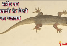 Wikiluv, wikiluv.com, www.wikiluv.com, विकिलव, पत्रिका, घर मे रहने वाली छिपकली के शकुन या अपशुकन संकेत,नए घर मे प्रवेश करते समय छिपकली का दिखना,दीवार पर छिपकली का चलना,छिपकली का आपके सामने गिरना,छिपकली की आवाज सुनाई देना ,लड़तीं छिपकली का दिखना,छिपकली का समागम (सेक्स) करते हुए दिखना,घर में छिपकली होने से क्या होता है ? , कैसे जाने की घर में रहने वाली छिपकली के शुभ - अशुभ संकेत , ghar mein rahne wali chhipkali ke shubh -ashubh sanket, how to know the auspicious or inauspicious signs of the lizard living in the house, छिपकली से जुड़े शकुन और अपशकुन संकेत , diwar par chhipkali ka chalna, दीवार पर ऊपर की ओर चढ़ती हुई छिपकली,सफाई के दौरान मरी हुई छिपकली दिखना ,chhipkali ki awaaz sunai dena,naye ghar mein grah pravesh karte samay chhipkali ka dikhna, ladti hui chhipkali ka dikhna, chhipkali ko sex karte huye dikhna, छिपकली समागम (सेक्स) करते हुए दिखाई देंना, chhipkali ko samagam (sex) karte huye dekhai dena,छिपकली को एक टक समागम करते हुए देखना,chhipkali ka zameen pe chalna,छिपकली का जमीन पर चलना,ghar se bahar nikalti hui chhipkali ka dikhna,छिपकली का आपके घर के मंदिर में होना,chhipkali ka apke ghar mandir mein hona, छिपकली का आपके घर के मंदिर में होना , chhipkali ka apke mandir me hona ,घर के मंदिर में मरी हुई छिपकली दिखे तो, ghar ke mandir me mari hui chhipkali ka dikhna, बेड पर छिपकली का चलना, bed par chhipkali ka chalna, बेड पर लेटी या बैठी छिपकली का दिखना, Bed par leti ya baithi chhipkali ka dikhna, Effects of lizard falling on body parts, Activity of ligerd in your home reflects what s going to be , How to know whether lizardfall is auspicious or inauspicious, Lizards fall on your nose so know what is going to happen , What Meaning Lizard On Body, शरीर के अंगों पर छिपकली का मतलब, शरीर पर छिपकली के गिरने का मतलब, छिपकली का आपके ऊपर गिरना, The meaning of a lizard falling on the body,कैसे जाने की छिपकली का गिरना शुभ है या अशुभ,कैसे जाने की छिपकली आपके किस अंग या भाग पर गिरे तो शुभ होता है या अशुभ होता हैं, How to know which part or part of your lizard falls auspicious or inauspicious, जब आप पर गिर जाए छिपकली, तो क्या करना चाहिए?, जानिए छिपकली के वो संकेत जो बुरे वक्त को भी अच्छा कर दें, क्या होता है जब Body के किसी अंग पर गिरती है छिपकली,छिपकली गिरने के बाद क्या करना चाहिए,Lizard Fall On Your Body Shakun Shastra, स्त्री के दाहिने हाथ पर छिपकली गिरने से क्या होता है?, mahila ke upar chhipkali girne se kya hota hain, If Lizard On You Know Its Effect According To Astrology, यदि आपके शरीर के किसी भी अंग पर छिपकली गिरती हैं तो जानिए उसके शुभ अशुभ संकेत,जानिए शरीर के किन अंगों  पर छिपकली  के गिरना होता हैं शुभ / अशुभ, शरीर के बायीं ओर के किसी भी अंग पर छिपकली का गिरना, क्या होता है छिपकली का गिरना, छिपकली का ऊपर गिरना, छिपकली का ऊपर गिरना शुभ है या अशुभ, छिपकली का ज़मीन पर गिरने से क्या होता है, यदि छिपकली शरीर पर गिर जाए तो क्या होता है, छिपकली का माथे पर गिरना, क्या होता है जब छिपकली माथे पर गिर तो, छिपकली के माथे पर गिरने के संकेत, कैसे जाने माथे पर छिपकली गिरना शुभ है या अशुभ, छिपकली के किस अंग पर गिरने से शुभ होता है, कैसे जाने छिपकली से जुड़ें संकेतों को, नाक पर छिपकली का गिरना, ललाट पर छिपकली गिरना, क्या होता ललाट पर छिपकली गिरने का मतलब, सिर पर छिपकली गिरना, सिर के अग्र भाग पर छिपकली गिरना, सिर कर मध्य भाग पर छिपकली गिरना, सिर पर छिपकली गिरने से क्या होता हैं, कैसे जाने सिर पर छिपकली गिरना शुभ है या अशुभ, बाल पर छिपकली गिरना, जब बाल पर छिपकली गिर जाए तब क्या होता है, बालों पर छिपकली गिरने का मतलब, महिलाओं के शरीर पर छिपकली गिरना, महिलाओं के किस भाग पर छिपकली गिरना शुभ माना जाता हैं, स्त्री के किस भाग पर छिपकली गिरना शुभ होता है, क्या होता हैं बालों पर छिपकली गिरने से, बायें कान पर छिपकली का गिरना, छिपकली जब बाए कान पर गिर जाए तो,क्या होता हैं जब छिपकली बाए कान पर गिर जाए तो, स्त्री के बाए कान पर छिपकली गिरना शुभ होत है या अशुभ, पुरूष के बाए कान पर छिपकली गिरना कैसा होता है, पुरूष के बाए कान पर छिपकली गिरना शुभ होत है या अशुभ, नाक पर छिपकली गिरना, नाक पर छिपकली गिरने से क्या होता हैं, स्त्री की नाक पर छिपकली गिरना शुभ होता होता हैं या अशुभ, सोते हुए अचानक छिपकली गिर जाना, पुरूष की नाक पर छिपकली गिरना शुभ होता है या अशुभ, क्या होता हैं नाक पर छिपकली गिरने से, जब छिपकली नाक पर गिर जाए तो, बाए गाल पर छिपकली गिरना, बाए गाल पर छिपकली गिर जाए तो क्या होता है, स्त्री के बाएं गाल पर छिपकली गिर जाए तो शुभ होता है या अशुभ, क्या होता हैं जब स्त्री के बाए गाल में छिपकली गिर जाए तो, पुरूष के बाएं गाल पर छिपकली गिरने का क्या मतलब है, दाए गाल पर छिपकली गिरना, दाए गाल पर छिपकली गिर जाए तो क्या होता है, स्त्री के दाए गाल पर छिपकली गिर जाए तो शुभ होता है या अशुभ, क्या होता हैं जब स्त्री के दाए गाल में छिपकली गिर जाए तो, पुरूष के दाए गाल पर छिपकली गिरने का क्या मतलब है,दाहिने गाल पर छिपकली गिरना,छिपकली जब दाए कान पर गिर जाए तो,क्या होता हैं जब छिपकली दाए कान पर गिर जाए तो, स्त्री के दाए कान पर छिपकली गिरना शुभ होत है या अशुभ, पुरूष के दाए कान पर छिपकली गिरना कैसा होता है, पुरूष के दाए कान पर छिपकली गिरना शुभ होता है या अशुभ, दाए कान पर छिपकली का गिरना, गर्दन पर छिपकली गिरना, क्या होता है गर्दन पर छिपकली गिरने से, गर्दन पर छिपकली गिरने का मतलब, स्त्री की गर्दन पर छिपकली का गिर जाना, क्या होता है स्त्री की गर्दन पर छिपकली गिरने से, गर्दन पर छिपकली का गिरना शुभ होता है या अशुभ, स्त्री की गर्दन पर छिपकली का गिरना शुभ होता है या अशुभ, पुरूष की गर्दन पर छिपकली गिरना शुभ है या अशुभ, क्या होता है जब पुरूष की गर्दन में छिपकली गिर जाए तो, पुरूष की गर्दन में छिपकली गिरने का मतलब, क्या होता है बाई गर्दन पर छिपकली गिरने से, बाई गर्दन पर छिपकली गिरना शुभ होता है या अशुभ, दाई गर्दन पर छिपकली गिरना, दाईं गर्दन पर छिपकली गिरने का मतलब, कंधे पर छिपकली गिरना, क्या होता है कंधे पर छिपकली गिरने से, कंधे पर छिपकली गिरने का मतलब, स्त्री के कंधे पर छिपकली का गिर जाना, क्या होता है स्त्री के कंधे पर छिपकली गिरने से, कंधे पर छिपकली का गिरना शुभ होता है या अशुभ, स्त्री के कंधे पर छिपकली का गिरना शुभ होता है या अशुभ, पुरूष के कंधे पर छिपकली गिरना शुभ है या अशुभ, क्या होता है जब पुरूष के कंधे पर छिपकली गिर जाए तो, पुरूष के कंधे पर छिपकली गिरने का मतलब, क्या होता है बाए कंधे पर छिपकली गिरने से, बाऐ कंधे पर छिपकली गिरना शुभ होता है या अशुभ, स्त्री के बाए कंधे पर छिपकली गिरने का मतलब, पुरूष के बाए कंधे पर छिपकली गिरना कैसा होता है, दाए कंधे पर छिपकली गिरना, दाए कंधे पर छिपकली गिरने का मतलब, पुरूष के दाए कंधे पर छिपकली गिरने से क्या होता है, स्त्री के दाए कंधे पर छिपकली गिरना, छिपकली गिरने के शुभ संकेत,मुँह पर छिपकली का गिरना,यदि छिपकली बायें गाल में गिरे तो,छिपकली का नाक पर गिर जाना,दाहिने गाल पर छिपकली गिरे तो,यदि छिपकली दाए कंधे पर गिर जाए तो,छिपकली का बाएं कंधे पर गिरना,दाहिने पैर पर छिपकली गिर जाए तो,शरीर के विभिन्न हिस्सों पर छिपकली गिर जाए तो क्या होता है,छिपकली का बायें गाल पर गिरना,दाहिनी आंख पर छिपकली का गिरना,पीठ पर छिपकली गिर जाए तो,दाहिने हांथ पर छिपकली गिर जाए तब,दाहिने सीने पर छिपकली का गिरना,बायें पैर पर छिपकली गिर जाए तब,बाए घुटने पर छिपकली गिर जाए तब,छिपकली का बायीं जांघ पर गिरना,दाहिने घुटने पर छिपकली गिरना,दायीं जांघ पर छिपकली गिर जाए तो,पीठ पर छिपकली का गिरना, पेट पर छिपकली गिरना, दाए पीर पर छिपकली गिरना, नाभि पर छिपकली गिरना, दीवार से छिपकली का गिरना,बाएं हाथ पर छिपकली का गिरना,सिर पर छिपकली का गिरना,स्त्री के दाहिने कंधे पर छिपकली का गिरना,स्त्री के बाएं पैर पर छिपकली का गिरना,छिपकली का सामने गिरना,छिपकली का बिस्तर पर गिरना,शरीर पर छिपकली गिरने पर क्या करें, If a lizard falls on any part of your body, then know its auspicious and inauspicious signs, know on which parts of the body the lizard has to fall, auspicious / inauspicious, the fall of a lizard on any part of the left side of the body,What is the fall of a lizard?, Lizard falling on top, is it good or bad for a lizard to fall on the ground, what happens if a lizard falls on the ground, what happens if the lizard falls on the body,Lizard falling on forehead, what happens when lizard falls on forehead, signs of lizard falling on forehead, how to know lizard falling on forehead is auspicious or inauspicious,On which part of the lizard it is auspicious to fall, how to know the signs associated with the lizard, Lizard falling on the nose, Lizard falling on the frontal, what is the meaning of Lizard falling on the frontal, Lizard falling on the head, Lizard on the front of the head Drop,