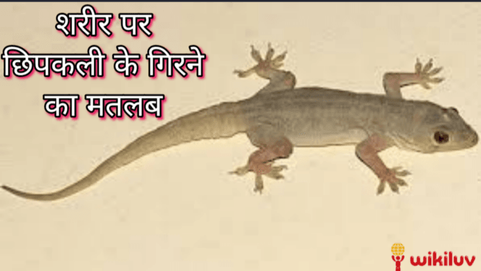 छिपकली का गिरना Wikiluv, wikiluv.com, www.wikiluv.com, विकिलव, पत्रिका, घर मे रहने वाली छिपकली के शकुन या अपशुकन संकेत,नए घर मे प्रवेश करते समय छिपकली का दिखना,दीवार पर छिपकली का चलना,छिपकली का आपके सामने गिरना,छिपकली की आवाज सुनाई देना ,लड़तीं छिपकली का दिखना,छिपकली का समागम (सेक्स) करते हुए दिखना,घर में छिपकली होने से क्या होता है ? , कैसे जाने की घर में रहने वाली छिपकली के शुभ - अशुभ संकेत , ghar mein rahne wali chhipkali ke shubh -ashubh sanket, how to know the auspicious or inauspicious signs of the lizard living in the house, छिपकली से जुड़े शकुन और अपशकुन संकेत , diwar par chhipkali ka chalna, दीवार पर ऊपर की ओर चढ़ती हुई छिपकली,सफाई के दौरान मरी हुई छिपकली दिखना ,chhipkali ki awaaz sunai dena,naye ghar mein grah pravesh karte samay chhipkali ka dikhna, ladti hui chhipkali ka dikhna, chhipkali ko sex karte huye dikhna, छिपकली समागम (सेक्स) करते हुए दिखाई देंना, chhipkali ko samagam (sex) karte huye dekhai dena,छिपकली को एक टक समागम करते हुए देखना,chhipkali ka zameen pe chalna,छिपकली का जमीन पर चलना,ghar se bahar nikalti hui chhipkali ka dikhna,छिपकली का आपके घर के मंदिर में होना,chhipkali ka apke ghar mandir mein hona, छिपकली का आपके घर के मंदिर में होना , chhipkali ka apke mandir me hona ,घर के मंदिर में मरी हुई छिपकली दिखे तो, ghar ke mandir me mari hui chhipkali ka dikhna, बेड पर छिपकली का चलना, bed par chhipkali ka chalna, बेड पर लेटी या बैठी छिपकली का दिखना, Bed par leti ya baithi chhipkali ka dikhna, Effects of lizard falling on body parts, Activity of ligerd in your home reflects what s going to be , How to know whether lizardfall is auspicious or inauspicious, Lizards fall on your nose so know what is going to happen , What Meaning Lizard On Body, शरीर के अंगों पर छिपकली का मतलब, शरीर पर छिपकली के गिरने का मतलब, छिपकली का आपके ऊपर गिरना, The meaning of a lizard falling on the body,कैसे जाने की छिपकली का गिरना शुभ है या अशुभ,कैसे जाने की छिपकली आपके किस अंग या भाग पर गिरे तो शुभ होता है या अशुभ होता हैं, How to know which part or part of your lizard falls auspicious or inauspicious, जब आप पर गिर जाए छिपकली, तो क्या करना चाहिए?, जानिए छिपकली के वो संकेत जो बुरे वक्त को भी अच्छा कर दें, क्या होता है जब Body के किसी अंग पर गिरती है छिपकली,छिपकली गिरने के बाद क्या करना चाहिए,Lizard Fall On Your Body Shakun Shastra, स्त्री के दाहिने हाथ पर छिपकली गिरने से क्या होता है?, mahila ke upar chhipkali girne se kya hota hain, If Lizard On You Know Its Effect According To Astrology, यदि आपके शरीर के किसी भी अंग पर छिपकली गिरती हैं तो जानिए उसके शुभ अशुभ संकेत,जानिए शरीर के किन अंगों पर छिपकली के गिरना होता हैं शुभ / अशुभ, शरीर के बायीं ओर के किसी भी अंग पर छिपकली का गिरना, क्या होता है छिपकली का गिरना, छिपकली का ऊपर गिरना, छिपकली का ऊपर गिरना शुभ है या अशुभ, छिपकली का ज़मीन पर गिरने से क्या होता है, यदि छिपकली शरीर पर गिर जाए तो क्या होता है, छिपकली का माथे पर गिरना, क्या होता है जब छिपकली माथे पर गिर तो, छिपकली के माथे पर गिरने के संकेत, कैसे जाने माथे पर छिपकली गिरना शुभ है या अशुभ, छिपकली के किस अंग पर गिरने से शुभ होता है, कैसे जाने छिपकली से जुड़ें संकेतों को, नाक पर छिपकली का गिरना, ललाट पर छिपकली गिरना, क्या होता ललाट पर छिपकली गिरने का मतलब, सिर पर छिपकली गिरना, सिर के अग्र भाग पर छिपकली गिरना, सिर कर मध्य भाग पर छिपकली गिरना, सिर पर छिपकली गिरने से क्या होता हैं, कैसे जाने सिर पर छिपकली गिरना शुभ है या अशुभ, बाल पर छिपकली गिरना, जब बाल पर छिपकली गिर जाए तब क्या होता है, बालों पर छिपकली गिरने का मतलब, महिलाओं के शरीर पर छिपकली गिरना, महिलाओं के किस भाग पर छिपकली गिरना शुभ माना जाता हैं, स्त्री के किस भाग पर छिपकली गिरना शुभ होता है, क्या होता हैं बालों पर छिपकली गिरने से, बायें कान पर छिपकली का गिरना, छिपकली जब बाए कान पर गिर जाए तो,क्या होता हैं जब छिपकली बाए कान पर गिर जाए तो, स्त्री के बाए कान पर छिपकली गिरना शुभ होत है या अशुभ, पुरूष के बाए कान पर छिपकली गिरना कैसा होता है, पुरूष के बाए कान पर छिपकली गिरना शुभ होत है या अशुभ, नाक पर छिपकली गिरना, नाक पर छिपकली गिरने से क्या होता हैं, स्त्री की नाक पर छिपकली गिरना शुभ होता होता हैं या अशुभ, सोते हुए अचानक छिपकली गिर जाना, पुरूष की नाक पर छिपकली गिरना शुभ होता है या अशुभ, क्या होता हैं नाक पर छिपकली गिरने से, जब छिपकली नाक पर गिर जाए तो, बाए गाल पर छिपकली गिरना, बाए गाल पर छिपकली गिर जाए तो क्या होता है, स्त्री के बाएं गाल पर छिपकली गिर जाए तो शुभ होता है या अशुभ, क्या होता हैं जब स्त्री के बाए गाल में छिपकली गिर जाए तो, पुरूष के बाएं गाल पर छिपकली गिरने का क्या मतलब है, दाए गाल पर छिपकली गिरना, दाए गाल पर छिपकली गिर जाए तो क्या होता है, स्त्री के दाए गाल पर छिपकली गिर जाए तो शुभ होता है या अशुभ, क्या होता हैं जब स्त्री के दाए गाल में छिपकली गिर जाए तो, पुरूष के दाए गाल पर छिपकली गिरने का क्या मतलब है,दाहिने गाल पर छिपकली गिरना,छिपकली जब दाए कान पर गिर जाए तो,क्या होता हैं जब छिपकली दाए कान पर गिर जाए तो, स्त्री के दाए कान पर छिपकली गिरना शुभ होत है या अशुभ, पुरूष के दाए कान पर छिपकली गिरना कैसा होता है, पुरूष के दाए कान पर छिपकली गिरना शुभ होता है या अशुभ, दाए कान पर छिपकली का गिरना, गर्दन पर छिपकली गिरना, क्या होता है गर्दन पर छिपकली गिरने से, गर्दन पर छिपकली गिरने का मतलब, स्त्री की गर्दन पर छिपकली का गिर जाना, क्या होता है स्त्री की गर्दन पर छिपकली गिरने से, गर्दन पर छिपकली का गिरना शुभ होता है या अशुभ, स्त्री की गर्दन पर छिपकली का गिरना शुभ होता है या अशुभ, पुरूष की गर्दन पर छिपकली गिरना शुभ है या अशुभ, क्या होता है जब पुरूष की गर्दन में छिपकली गिर जाए तो, पुरूष की गर्दन में छिपकली गिरने का मतलब, क्या होता है बाई गर्दन पर छिपकली गिरने से, बाई गर्दन पर छिपकली गिरना शुभ होता है या अशुभ, दाई गर्दन पर छिपकली गिरना, दाईं गर्दन पर छिपकली गिरने का मतलब, कंधे पर छिपकली गिरना, क्या होता है कंधे पर छिपकली गिरने से, कंधे पर छिपकली गिरने का मतलब, स्त्री के कंधे पर छिपकली का गिर जाना, क्या होता है स्त्री के कंधे पर छिपकली गिरने से, कंधे पर छिपकली का गिरना शुभ होता है या अशुभ, स्त्री के कंधे पर छिपकली का गिरना शुभ होता है या अशुभ, पुरूष के कंधे पर छिपकली गिरना शुभ है या अशुभ, क्या होता है जब पुरूष के कंधे पर छिपकली गिर जाए तो, पुरूष के कंधे पर छिपकली गिरने का मतलब, क्या होता है बाए कंधे पर छिपकली गिरने से, बाऐ कंधे पर छिपकली गिरना शुभ होता है या अशुभ, स्त्री के बाए कंधे पर छिपकली गिरने का मतलब, पुरूष के बाए कंधे पर छिपकली गिरना कैसा होता है, दाए कंधे पर छिपकली गिरना, दाए कंधे पर छिपकली गिरने का मतलब, पुरूष के दाए कंधे पर छिपकली गिरने से क्या होता है, स्त्री के दाए कंधे पर छिपकली गिरना, छिपकली गिरने के शुभ संकेत,मुँह पर छिपकली का गिरना,यदि छिपकली बायें गाल में गिरे तो,छिपकली का नाक पर गिर जाना,दाहिने गाल पर छिपकली गिरे तो,यदि छिपकली दाए कंधे पर गिर जाए तो,छिपकली का बाएं कंधे पर गिरना,दाहिने पैर पर छिपकली गिर जाए तो,शरीर के विभिन्न हिस्सों पर छिपकली गिर जाए तो क्या होता है,छिपकली का बायें गाल पर गिरना,दाहिनी आंख पर छिपकली का गिरना,पीठ पर छिपकली गिर जाए तो,दाहिने हांथ पर छिपकली गिर जाए तब,दाहिने सीने पर छिपकली का गिरना,बायें पैर पर छिपकली गिर जाए तब,बाए घुटने पर छिपकली गिर जाए तब,छिपकली का बायीं जांघ पर गिरना,दाहिने घुटने पर छिपकली गिरना,दायीं जांघ पर छिपकली गिर जाए तो,पीठ पर छिपकली का गिरना, पेट पर छिपकली गिरना, दाए पीर पर छिपकली गिरना, नाभि पर छिपकली गिरना, दीवार से छिपकली का गिरना,बाएं हाथ पर छिपकली का गिरना,सिर पर छिपकली का गिरना,स्त्री के दाहिने कंधे पर छिपकली का गिरना,स्त्री के बाएं पैर पर छिपकली का गिरना,छिपकली का सामने गिरना,छिपकली का बिस्तर पर गिरना,शरीर पर छिपकली गिरने पर क्या करें, If a lizard falls on any part of your body, then know its auspicious and inauspicious signs, know on which parts of the body the lizard has to fall, auspicious / inauspicious, the fall of a lizard on any part of the left side of the body,What is the fall of a lizard?, Lizard falling on top, is it good or bad for a lizard to fall on the ground, what happens if a lizard falls on the ground, what happens if the lizard falls on the body,Lizard falling on forehead, what happens when lizard falls on forehead, signs of lizard falling on forehead, how to know lizard falling on forehead is auspicious or inauspicious,On which part of the lizard it is auspicious to fall, how to know the signs associated with the lizard, Lizard falling on the nose, Lizard falling on the frontal, what is the meaning of Lizard falling on the frontal, Lizard falling on the head, Lizard on the front of the head Drop,