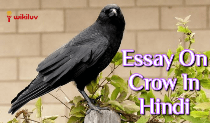 कौआ कौआ पर निबंध, Essay on Crow in Hindi, , hindi essay, Short Essay on Crow in Hindi , Kaua par Nibandh, निबंध, hindi nibandh, कौए पर निबंध , Easy Essay on Crow in Hindi, Hindi essay writing, Crow Essay in Hindi, कौवा पर निबंध , About Crow in Hindi , कौआ के बारे में बताइए, Five lines or kids hindi essay on Crow, Ten lines or kids hindi essay on Crow, 5 lines or kids hindi essay on Crow, 10 lines or kids hindi essay on Crow, कौआ पर 10 लाइन, कौए पर दस लाइन, कौवा पर 10 लाइन, कौआ पर दस लाइन, कौए पर 10 लाइन, कौए पर निबंध, कौवा पर दस लाइन, कौआ पर निबंध कैसे लिखें, crow, कौआ, कौए, कौवा, क्रो, Hindi Pitara,Hindi Vyakran, hindi yatra, wikiluv, विकिलव, wikiluv.com, www.wikiluv.com, class 1st ka essay in hindi, class 1st easy 10 line essay on crow in hindi, 12th class essay on crow in hindi, 10th class essay on crow in hindi, 11th class essay on crow in hindi,5th class essay on crow in hindi, 7th class essay on crow in hindi, 8th class essay on crow in hindi, 9th class essay on crow in hindi, 6th class essay on crow in hindi, 4th class essay on crow in hindi, 3rd class essay on crow in hindi, 2nd class essay on crow in hindi, 1st class essay on crow in hindi, कौए (कौआ) पर निबंध,10 Line Essay on Crow in Hindi कौआ पर दस लाइन,कौआ पर निबंध आसान शब्दों में, आसान शब्दों में कौआ पर निबंध, कौवा पर निबंध, easy 10 Line Essay on Crow in english, 10 Line Essay on Crow in English,10 essay on crow, 10 Line Essay on Crow in hindi & english,