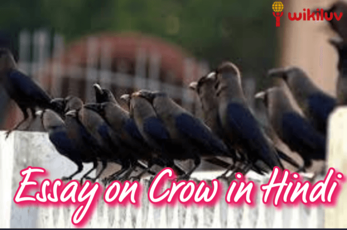 कौआ कौआ पर निबंध, Essay on Crow in Hindi, , hindi essay, Short Essay on Crow in Hindi , Kaua par Nibandh, निबंध, hindi nibandh, कौए पर निबंध , Easy Essay on Crow in Hindi, Hindi essay writing, Crow Essay in Hindi, कौवा पर निबंध , About Crow in Hindi , कौआ के बारे में बताइए, Five lines or kids hindi essay on Crow, Ten lines or kids hindi essay on Crow, 5 lines or kids hindi essay on Crow, 10 lines or kids hindi essay on Crow, कौआ पर 10 लाइन, कौए पर दस लाइन, कौवा पर 10 लाइन, कौआ पर दस लाइन, कौए पर 10 लाइन, कौए पर निबंध, कौवा पर दस लाइन, कौआ पर निबंध कैसे लिखें, crow, कौआ, कौए, कौवा, क्रो, Hindi Pitara,Hindi Vyakran, hindi yatra, wikiluv, विकिलव, wikiluv.com, www.wikiluv.com, class 1st ka essay in hindi, class 1st easy 10 line essay on crow in hindi, 12th class essay on crow in hindi, 10th class essay on crow in hindi, 11th class essay on crow in hindi,5th class essay on crow in hindi, 7th class essay on crow in hindi, 8th class essay on crow in hindi, 9th class essay on crow in hindi, 6th class essay on crow in hindi, 4th class essay on crow in hindi, 3rd class essay on crow in hindi, 2nd class essay on crow in hindi, 1st class essay on crow in hindi, कौए (कौआ) पर निबंध,10 Line Essay on Crow in Hindi कौआ पर दस लाइन,कौआ पर निबंध आसान शब्दों में, आसान शब्दों में कौआ पर निबंध, कौवा पर निबंध, easy 10 Line Essay on Crow in english, 10 Line Essay on Crow in English,10 essay on crow, 10 Line Essay on Crow in hindi & english,