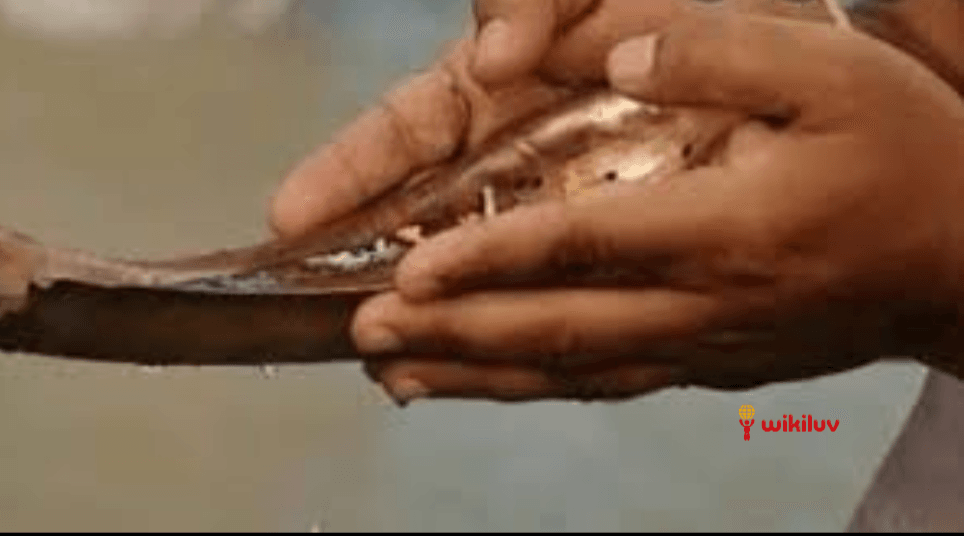 श्राद्ध में किन नियमों का पालन करना चाहिए ?, घर पर कैसे करें पितरों का श्राद्ध, Pitru Paksha Shraddha, 2021 Shradh Date, Donate Food to the Needy Pitru Paksha 2021, पितृ पक्ष कब से हो रहे आरंभ?, 2021 श्राद्ध की तिथियां , Pitru Paksha 2021 mein kab se lag rahe hain, पितृ पक्ष, जानिए किस तिथि पर आएगा कौन सा श्राद्ध, shradha pitru paksha, pitru paksha shraddha, Shradh 2020 dates in gujarati,When is Shradh in 2021, Pitru Paksha 2021 Dates, कब से शुरू हो रहे पितृ पक्ष?, कैसे जानें श्राद्ध का महत्व , पितृ पक्ष 2021 कब से लग रहा है?, जानिए किस तारीख में आएगा कौन सा श्राद्ध, श्राद्ध 2021, श्राद्ध कब से आरंभ हो रहा है, जानें पहले श्राद्ध की डेट और तिथि, Kabh se shuru ho rahe hain Pitru Paksha 2021, Know Starting Date, Importance, Shradh Tithi & Ending Date, Shradh and Navratri 2021, Shradh 2021 list, Today Shradh Tithi, pitru paksha shradh 2021 list, Pitru Paksha Shradh Mahapuja , 6th Oct -Rudraksha Ratna, Shradh 2021 Date, कब से शुरू होगा श्राद्ध पक्ष, जानें तिथि, महत्व और कथा , पितृपक्ष के दौरान क्या करें और क्या न करें?, Shraddha kya hain?, पितर पक में क्या किया जाता है?,पितृपक्ष में क्या परहेज करना चाहिए?,पितर पक में पूजा क्यों नहीं किया जाता है?,पितृपक्ष में क्या करें क्या न करें?,श्राद्ध में कौन सी सब्जी नहीं खानी चाहिए?,Pitru Paksha 2020: आखिर क्यों मनाया जाता है पितृ पक्ष, पितृ पक्ष में कौन सी चीजें नहीं बनानी चाहिए,श्राद्ध में क्या नहीं करना चाहिए?,पितरों का अर्थ क्या है?,पितृ पक्ष में क्या करें, क्या नहीं, कैसे होगा श्राद्ध से पितृ दोष दूर, पितृपक्ष में क्या नहीं करें,श्राद्ध में क्या न करें,पितरांचे टाक,पितृ पक्ष में व्रत रखना चाहिए या नहीं,पितृ पक्ष 2021, Pitra Paksha , पितृ पक्ष में करें ये काम, श्राद्ध के नियम, श्राद्ध में कौन से नियम अपनाने चाहिए, पितृपक्ष क्‍या है?, जानिए इसका महत्‍व और पुरखों के तर्पण का सही तरीका, Pitru Paksha 2021: आज से पितृपक्ष शुरू, जानें- क्या करें और क्या नहीं, पितृदोष से मुक्ति के लिए पितृपक्ष में करें तर्पण-श्राद्ध घर में आएगी खुशहाली, श्राद्ध पक्ष का महत्व,जानिए कैसे करें श्राद्ध और कैसे मिलेगी पितृ ऋण से, श्राद्ध, श्राद्ध कर्म , पितृ पक्ष, पितर पक्ष, पितृपक्ष में श्राद्ध, Shraddh 2021, पितृपक्ष में श्राद्ध विधि,पितरों को खुश करने के लिए क्या करें और क्या नहीं, Pitru paksha 2021 remember these things during , पितृ पक्ष श्राद्ध महापर्व, पितृ पक्ष में इन बातों का रखें ध्यान, फिर जरूर मिलेगा पितरों का आशीर्वाद, पितरों के लिए क्या करें, पितृ पक्ष में किस दिन किसका श्राद्ध किया जाता हैं , श्राद्ध का महत्व, श्राद्ध में किन नियमों का पालन करना चाहिए ?, पितृपक्ष के श्राद्ध, विकिलव, wikiluv, wikiluv.com, www.wikiluv.com, पितृपक्ष 2021 में कब है ? , पितृपक्ष में श्राद्ध की तिथियां, पितृपक्ष में किस दिन करें किसका श्राद्ध, पितृपक्ष में श्राद्ध करने का स्थान,